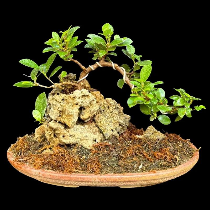 FICUS MICROCARPA
